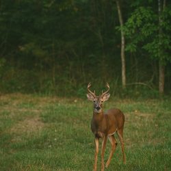 deer